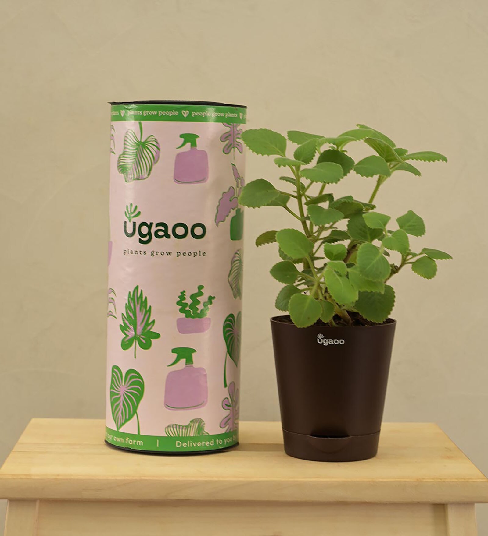 Buy Ajwain Natural Plant In Brown Self Watering Plastic Pot at 41 OFF