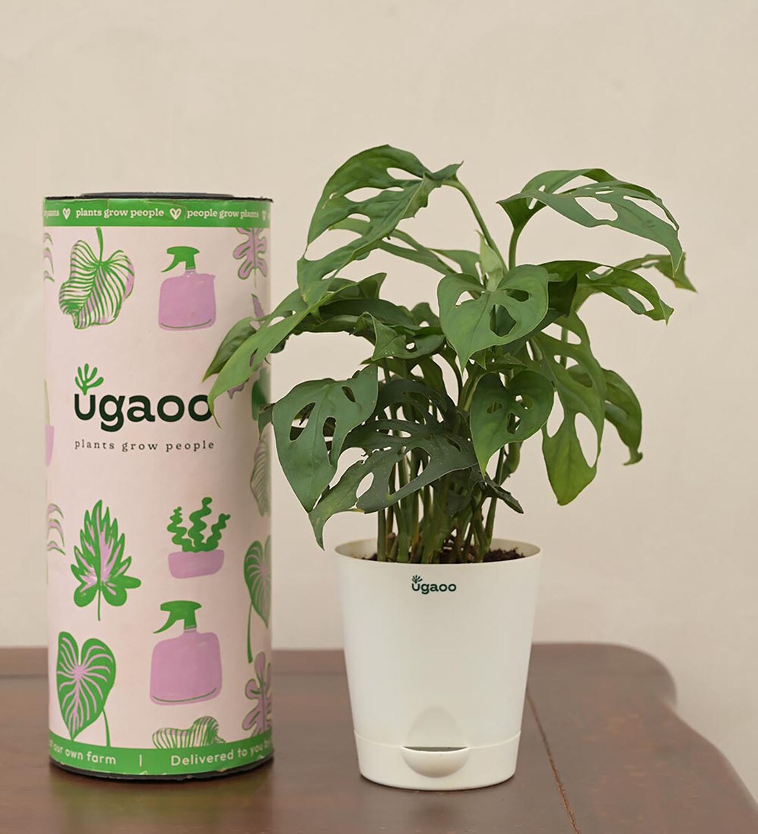 Broken Heart Natural Plant With White Self Watering Pot, By Ugaoo 