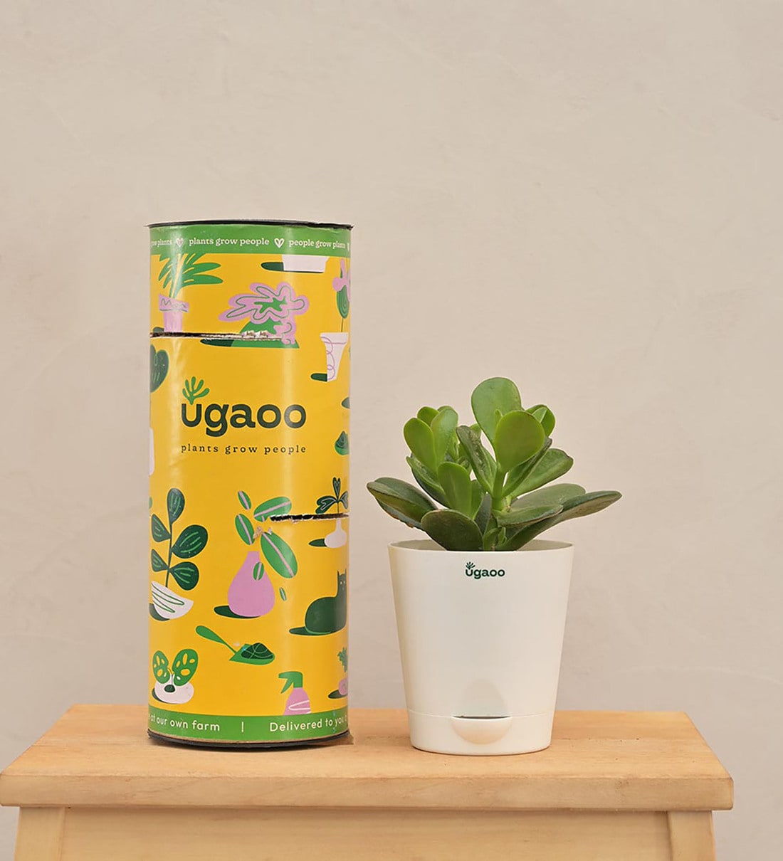 Crassula Ovata Natural Plant In White Self Watering Plastic Pot, By Ugaoo