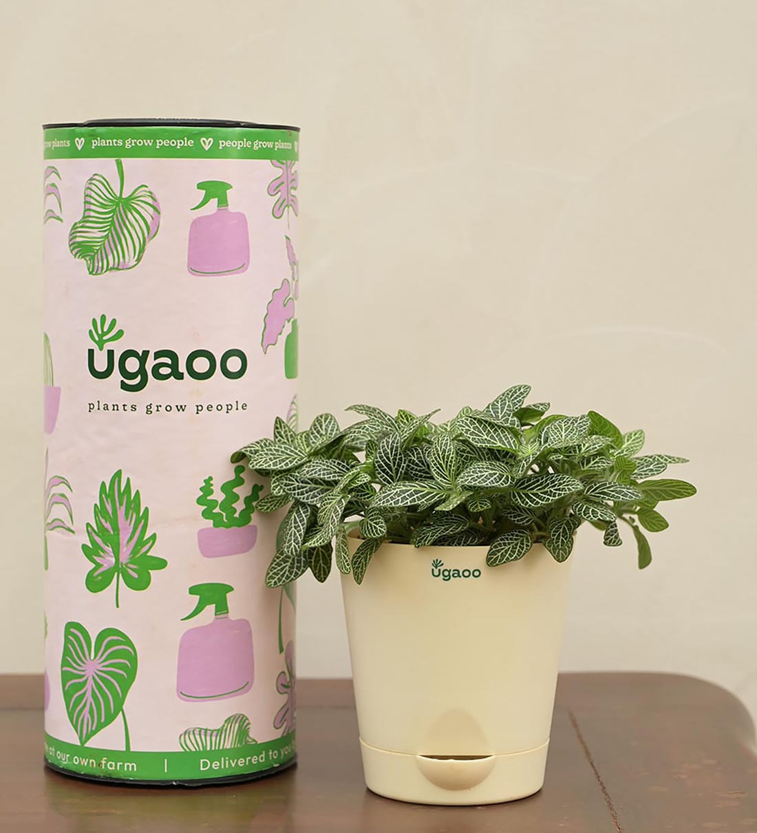 Fittonia Green (Nerve ) Natural Plant In White Self Watering Plastic Pot, By Ugaoo