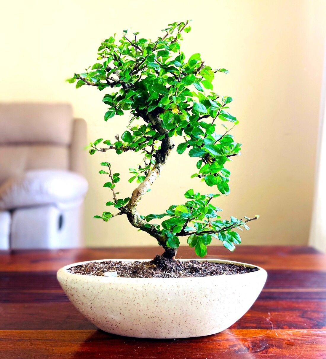 Buy Flowering Bonsai Tree With White Ceramic Pot By Abana Homes Online ...