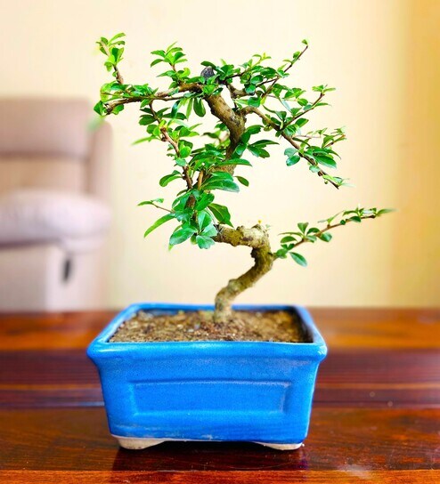 Bonsai Plants: Buy Bonsai Plants Online in India at Best Prices ...