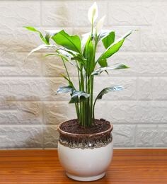 Natural Plants Buy Natural Plants Online In India At Best Prices - good luck and air purifying peace lily plant in white drip glazed pitcher ceramic pot