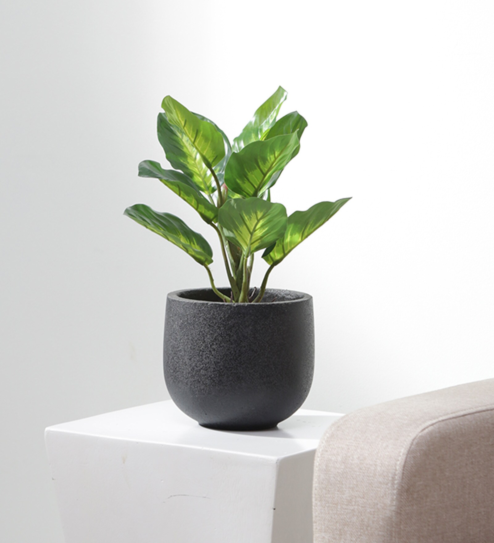 Buy Plastic Green Dieffenbachia Artifical Without Pot Artificial Plants at 48 OFF by Fourwalls