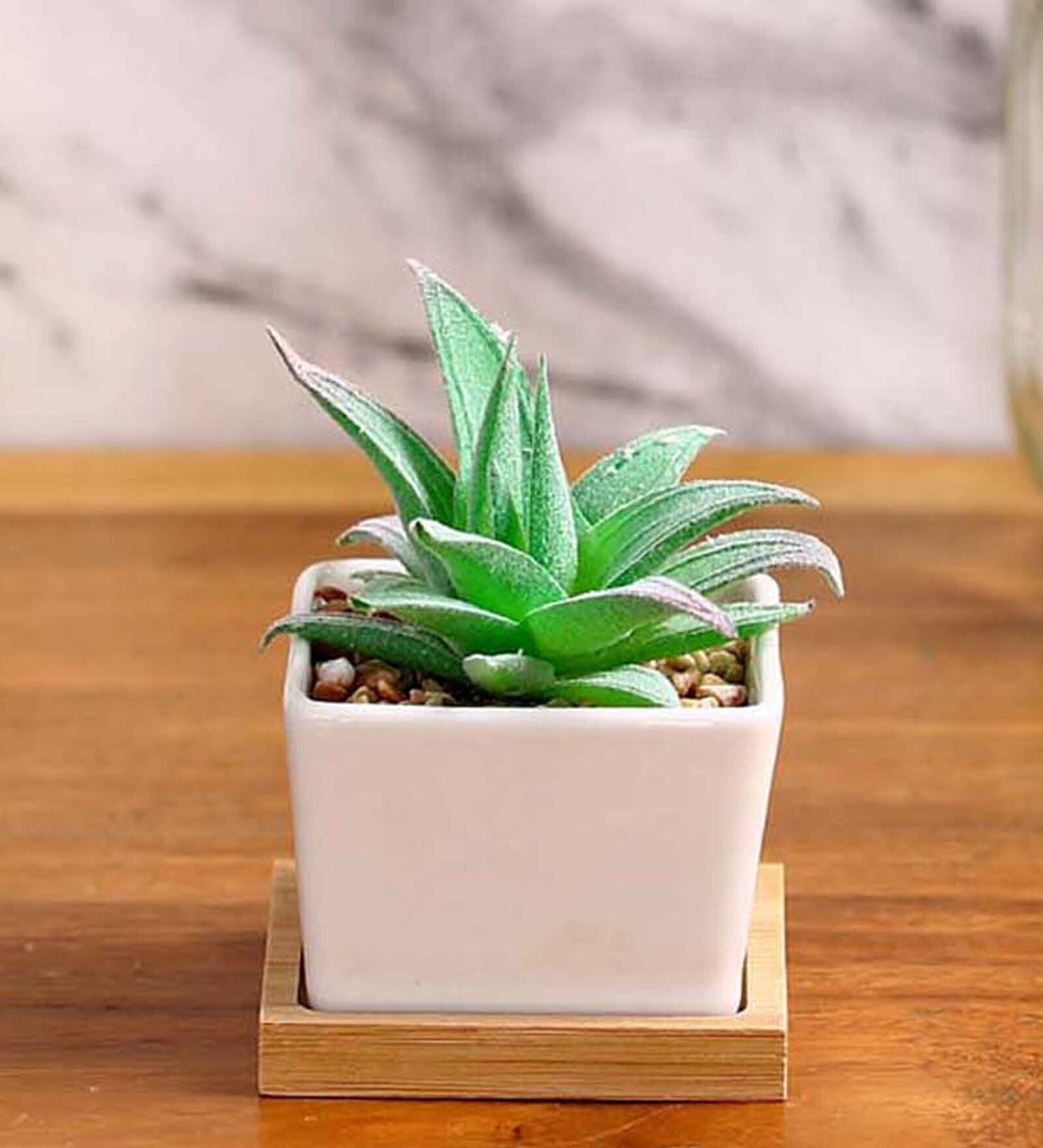 Buy Polyurethane Als Green Succculent In Ceramic Pot Artificial Plant