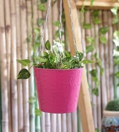 Pots & Planters