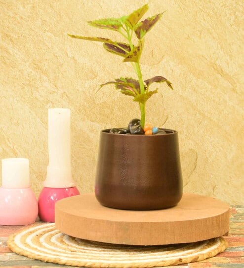 Greyson Iron Brown Desk Pot Offers & Cashback