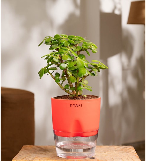 Jade Plant With Self Watering  Pot- Red
