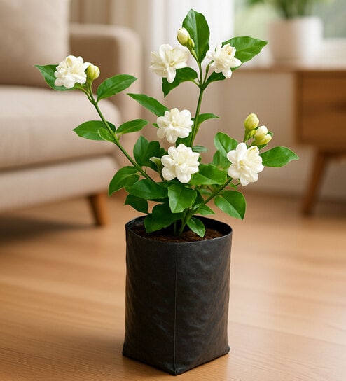 Mogra Arabian Jasmine Natural Plant Offers & Cashback