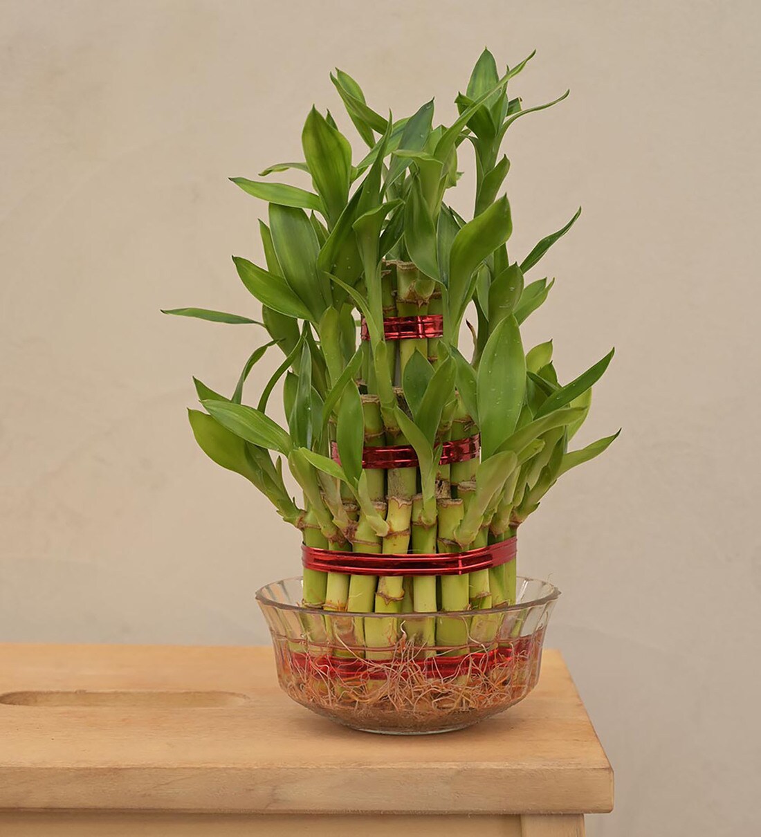 Lucky Bamboo 3 Layer Natural Plant In Green Self Watering Plastic Pot,