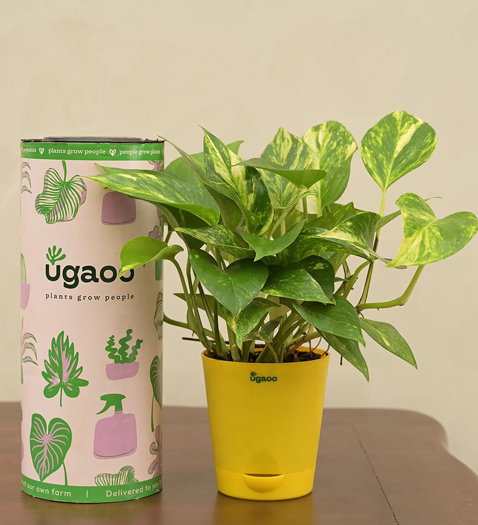 Money Plant With Yellow Self Watering Pot, By Ugaoo 