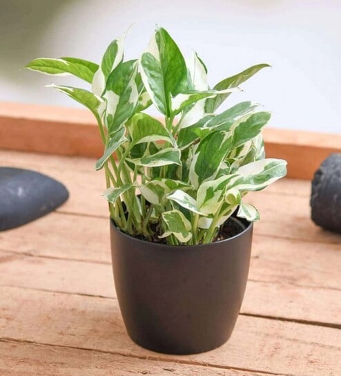 Money Marble Prince Scindapsus With Pot Natural Plant Offers & Cashback