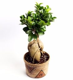 Natural Jute Ficus Bonsai Plant In Pot