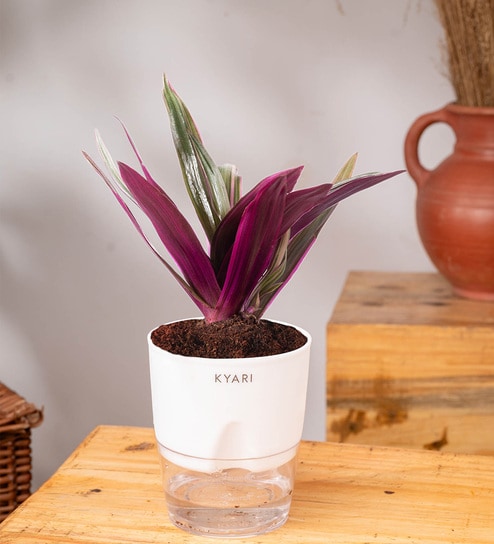 Oyster Plant With Self Watering Pot - White Offers & Cashback